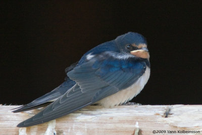 Barn Swallow, juvenile (ssp. rustica)