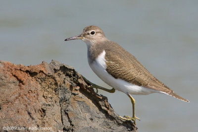 Common Sandpiper (Actitis hypoleucos)