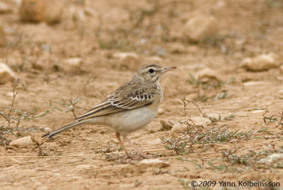 Tawny Pipit (Anthus campestris), juvenile moulting into first-winter