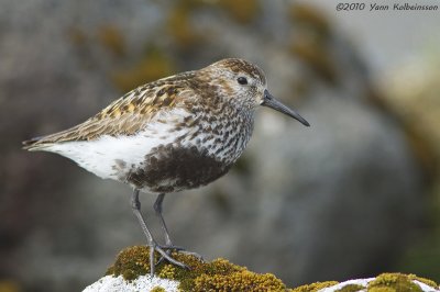 Dunlin, breeding plumage