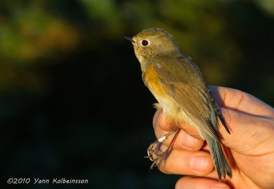 Red-flanked Bluetail, 1cy/fem.