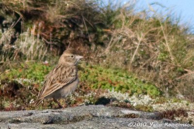 Greater Short-toed Lark (Calandrella brachydactyla)