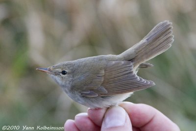 Blyth's Reed-Warbler (Acrocephalus dumetorum)