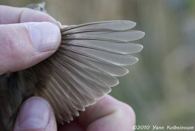 Blyth's Reed-Warbler