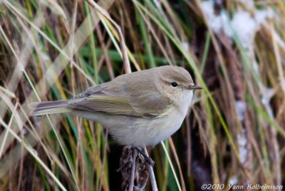 Common Chiffchaff