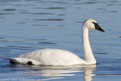 Trumpeter Swan, adult