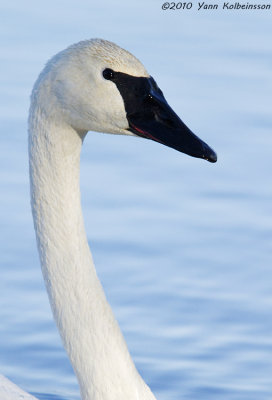 Trumpeter Swan, adult