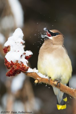 Cedar Waxwing