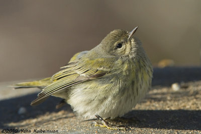 Cape May Warbler, first-winter