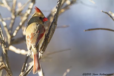 Cardinalidae (cardinals & allies)