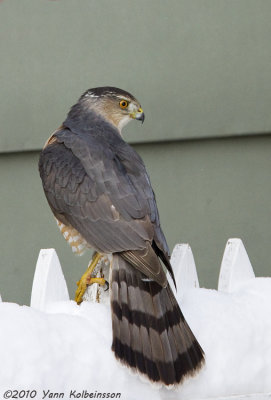 Cooper's Hawk