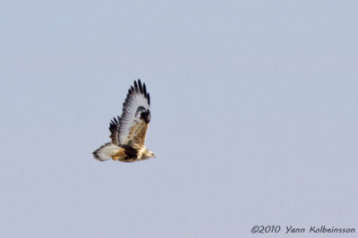 Rough-legged Buzzard, ssp. sanctijohannis