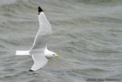 Laridae (gulls, terns & skimmers)