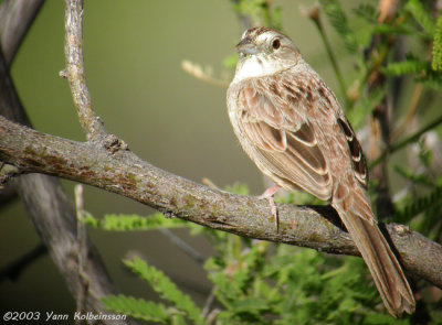 Botteri's Sparrow, adult