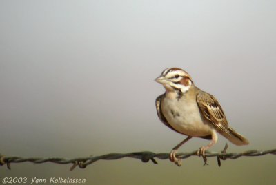 Lark Sparrow