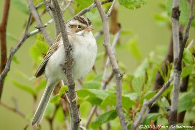 Clay-colored Sparrow, adult