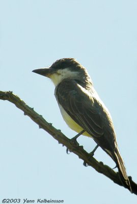 Thick-billed Kingbird (Tyrannus crassirostris)