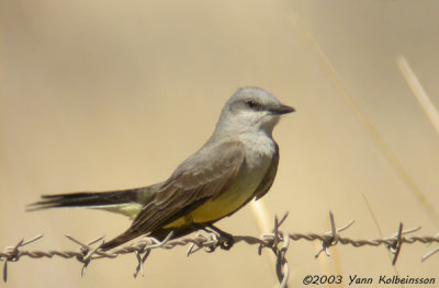 Western Kingbird (Tyrannus verticalis)