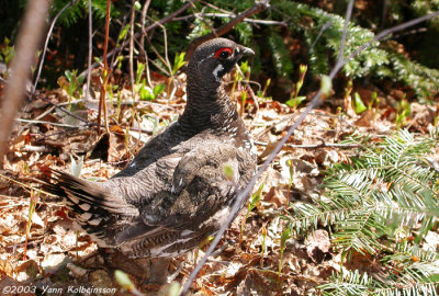 Spruce Grouse, male