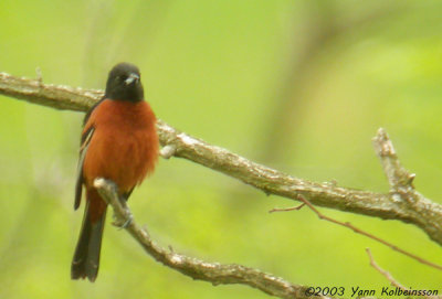 Orchard Oriole, male