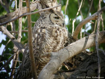 Great Horned Owl, ssp. pallescens