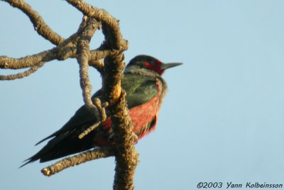 Lewis's Woodpecker (Melanerpes lewis)