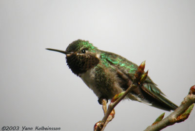 Broad-tailed Hummingbird, male