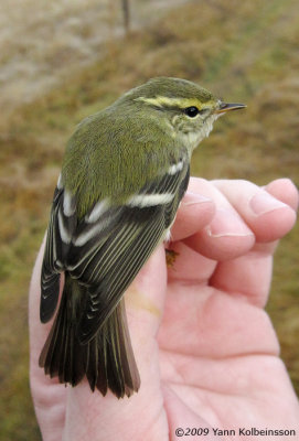 Yellow-browed Warbler