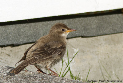 Rosy Starling, juvenile