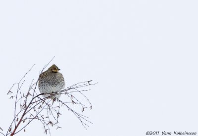 Sharp-tailed Grouse