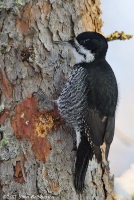 Black-backed Woodpecker, female