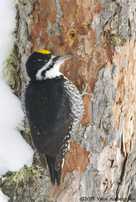Black-backed Woodpecker, male