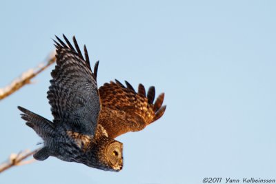 Great Grey Owl