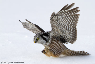 Northern Hawk Owl, ssp. caparoch