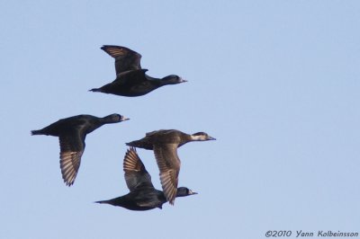 Common Scoter, three drakes and a female