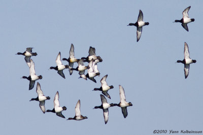 Tufted Duck, sixteen drakes and a female