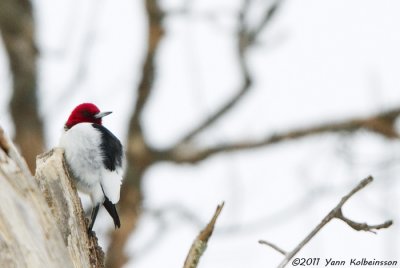 Red-headed Woodpecker (Melanerpes erythrocephalus)
