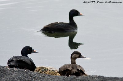 Common Scoter (Melanitta nigra)