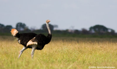 Somali Ostrich (ssp. molybdophanes), male