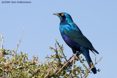 Greater Blue-eared Glossy-Starling, ssp. cyaniventris