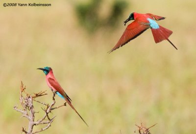 Northern Carmine Bee-eaters