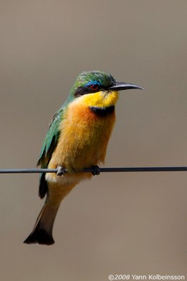 Little Bee-eater, adult