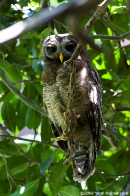 African Wood-Owl, adult