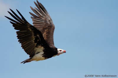 White-headed Vulture, adult