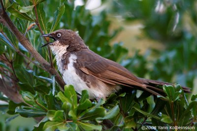 Northern Pied-Babbler, adult