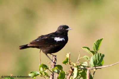 Sooty Chat, male