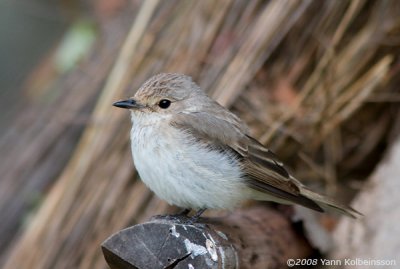 Spotted Flycatcher (Muscicapa striata)