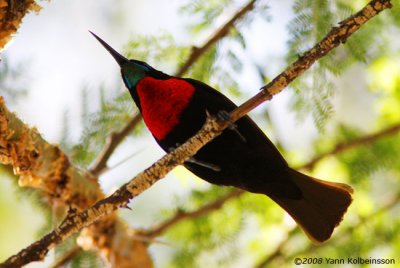 Scarlet-chested Sunbird, male