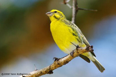 White-bellied Canary, singing male