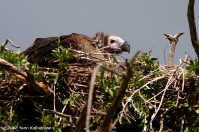 Lappet-faced Vulture, juvenile on nest